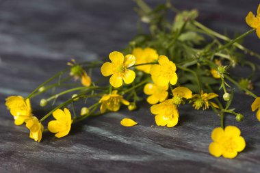 Bahar buttercups çiçek