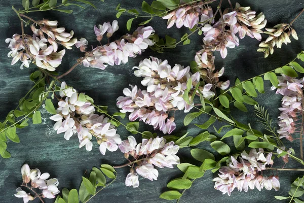 Acacia kukan terälehdet tekijänoikeusvapaita kuvapankkikuvia