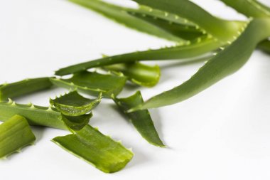 Beyaz arkaplanda Aloe vera