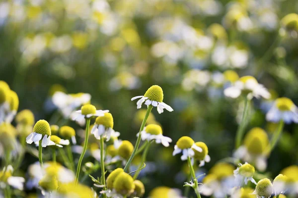 Chamomile flowers growing on meadow — Stock Photo, Image