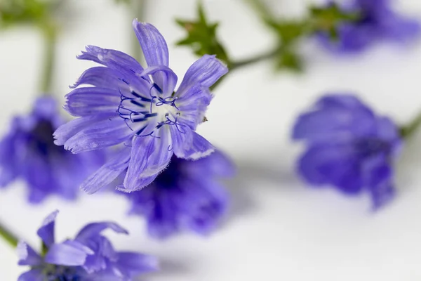 Flor de chicória comum Cichorium intybus — Fotografia de Stock