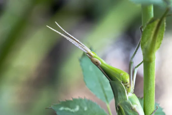 Konuskopfheuschrecke acrida ungarica — Stockfoto