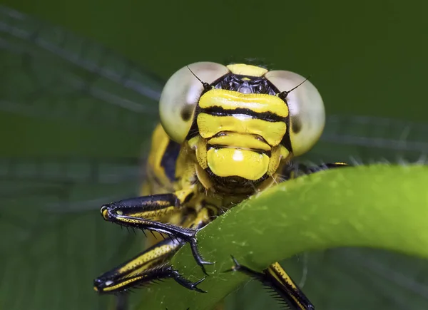 Dragonfly. Tête de libellule gros plan — Photo