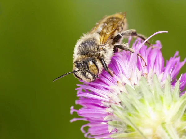 Samostatná včela (Megachile sp..) — Stock fotografie