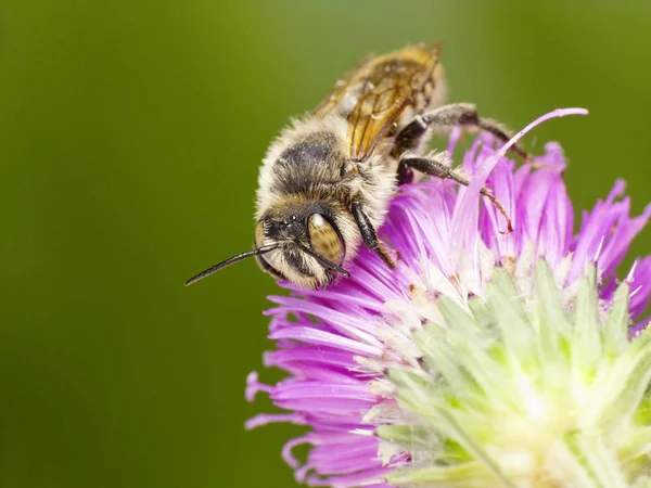 Pszczoła samotna (Megachile sp..) — Zdjęcie stockowe