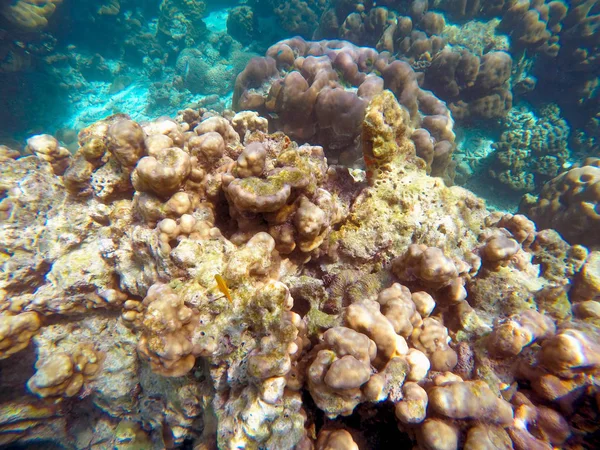 Abundancia Arrecifes Coral Poco Profundos Sur Tailandia Donde Hogar Muchos — Foto de Stock