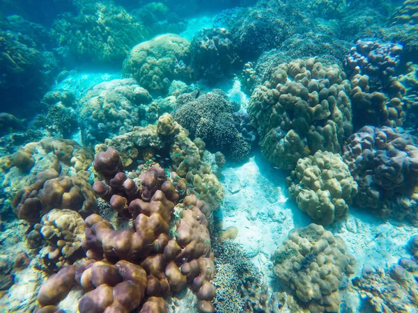 Abundant Shallow Coral Reefs Southern Thailand Home Many Small Colorful — Stock Photo, Image