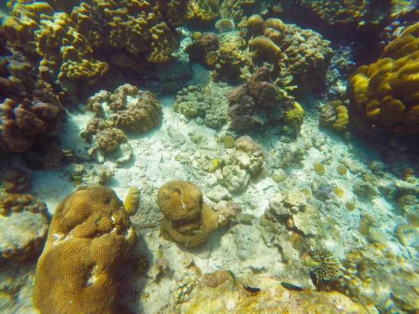 Abundant Shallow Coral Reefs Southern Thailand Home Many Small Colorful — Stock Photo, Image