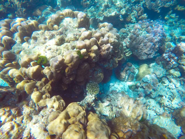 Abundant Shallow Coral Reefs Southern Thailand Home Many Small Colorful — Stock Photo, Image