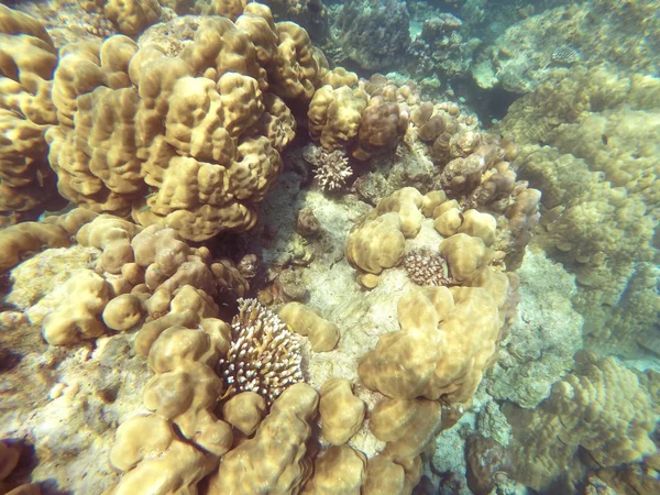 Abundant Shallow Coral Reefs Southern Thailand Home Many Small Colorful — Stock Photo, Image
