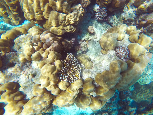 Den Rikligt Grunt Korallrev Södra Thailand Där Hem För Många — Stockfoto