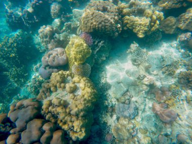 Bol sığ mercan resifleri Güney Tayland, nerede olduğunu birçok küçük renkli balıklar ve deniz hayvanları ev sahipliği.