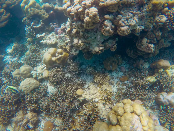 Abbondanza Barriere Coralline Poco Profonde Nel Sud Della Thailandia Dove — Foto Stock