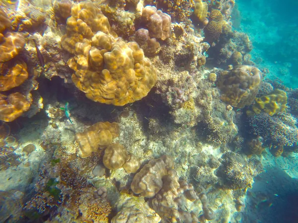 Abundant Shallow Coral Reefs Southern Thailand Home Many Small Colorful — Stock Photo, Image