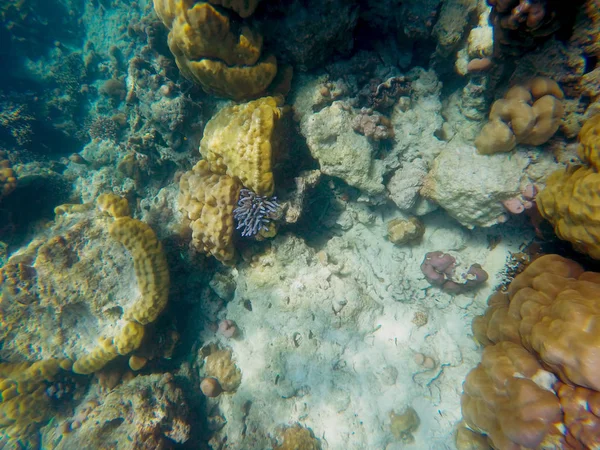Diver Hands Jutting Out Sea Anemones Sea Colorful Fish Swim — Stock Photo, Image