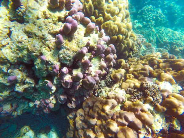 Abundant Shallow Coral Reefs Southern Thailand Home Many Small Colorful — Stock Photo, Image