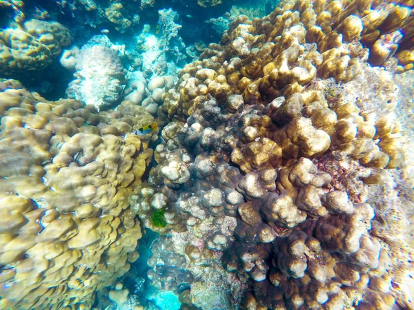 Abundant Shallow Coral Reefs Southern Thailand Home Many Small Colorful — Stock Photo, Image