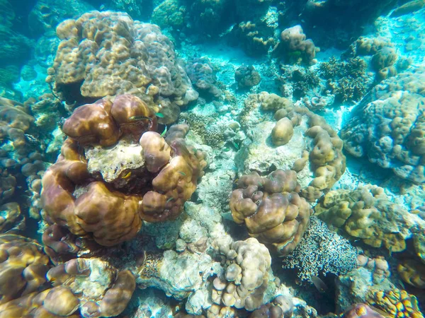 태국에 산호초의 풍부한 다채로운 물고기와 — 스톡 사진