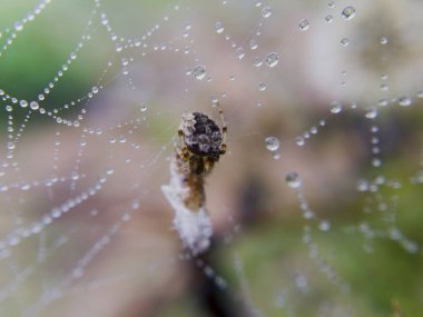 Makro küçük bir örümcek nemli yuvasına görüntüsüdür ve onun baitn yakında gıdası olacak lif, sarılır.