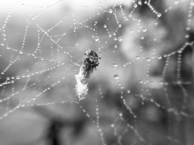 Makro küçük bir örümcek nemli yuvasına görüntüsüdür ve onun baitn yakında gıdası olacak lif, sarılır.