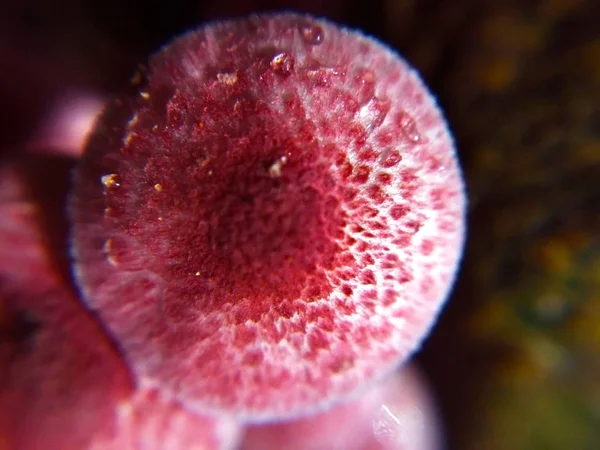 Macro Foto Muito Pequeno Cogumelo Rosa Que Foi Tirada Início — Fotografia de Stock