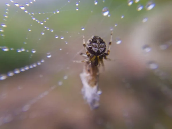 Макрозображення Маленького Павука Знаходиться Гнізді Dewy Його Приманка Загорнута Волокно — стокове фото