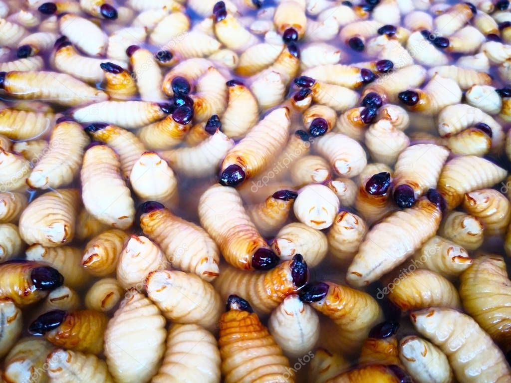 Sago beetles are immersed in water, that are prepared for sale in Fresh market. Full frame, Selective focus and copy space.