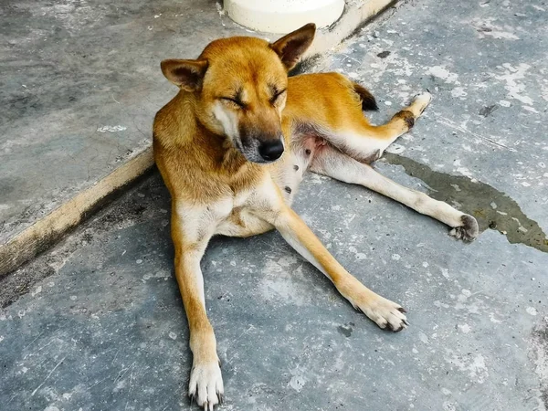 The female browb-haired dog is closing her eyes and pissing on the cement floor because of an accident that causes her back legs can not stand. Selective focus and copy space.