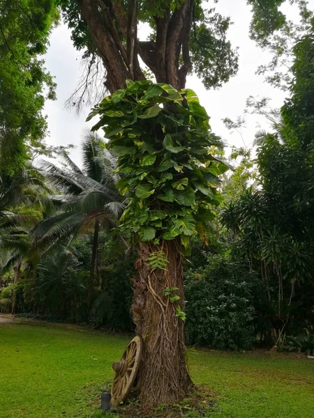 Die Goldenen Riesenpothos Sind Schlingpflanzen Die Auf Großen Baum Gepflanzt — Stockfoto