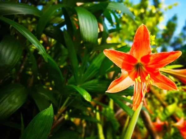 İki güzel turuncu Amaryllis (Hippeastrum) çiçek çiçeklenme, yeşil kök ve sarı polen sahip. Kamu bahçe yerleştirilmişti. Seçici odak ve kopya alanı.