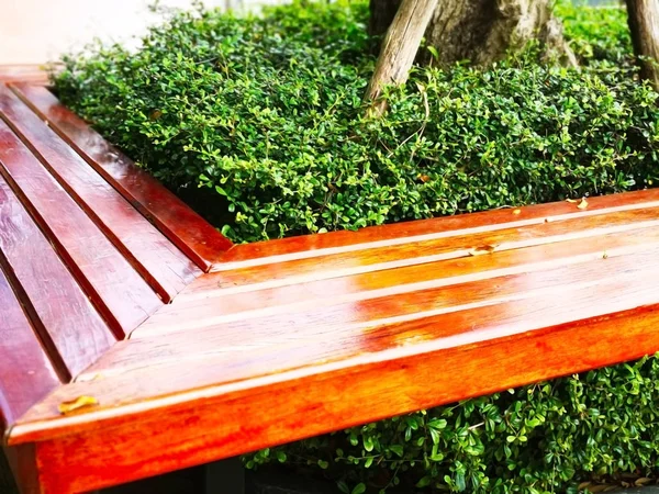 The brown wooden bench was built around the tree and planted the small shrub in the middle, located along sidewalk in the public park in Thailand. Selective focus and copy space.