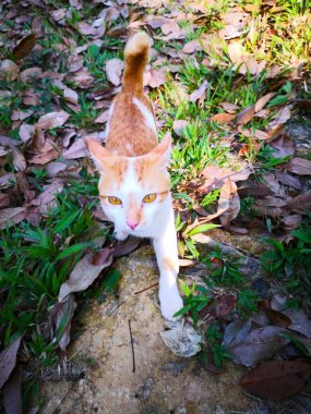 Kahverengi çizgili beyaz kedi. Sarı gözleri kurbana bakıyordu ve sessizce kuru yapraklarla dolu yeşil çim üzerinde adım. Seçici odak ve kopya alanı.