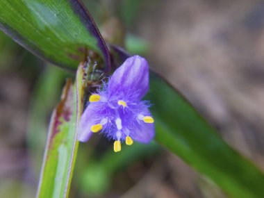 Bulanık arka plan ve kopya alanı. Menekşe çiçek sarı polen ile palm yağı plantasyon içinde olduğunu