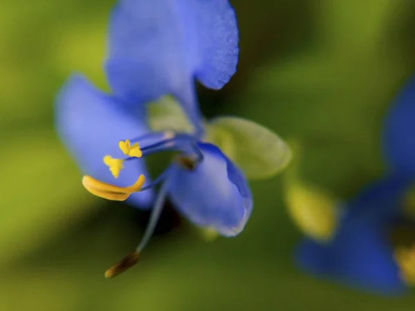 Onscherpe Achtergrond Kopie Ruimte Blauwe Bloemen Met Gele Stuifmeel Groene — Stockfoto