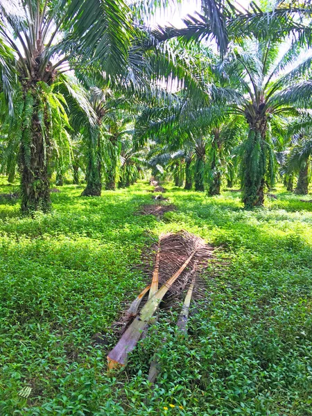 Grass covered ground in oil palm plantation to maintain moisture in the soil. And the cut palm branches will be stacked to let degradation into fertilizer.