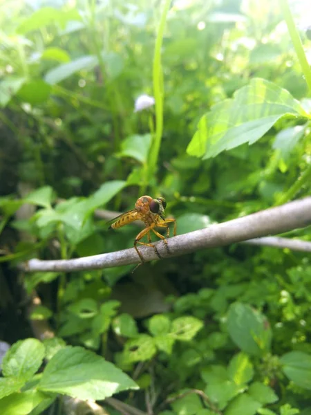 Naturalnej Zieleni Tła Kopiowania Brązowy Dragonfly Jest Gałęzi Drzewa Plantacji — Zdjęcie stockowe