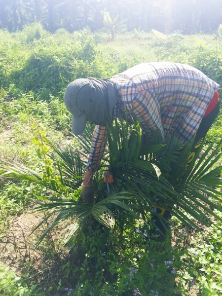 Agriculture concept, The gardener is putting Carbofuran down on the top of the palm tree, to prevent eat of rat and rhinoceros beetle. Selecctive focus and copy space.