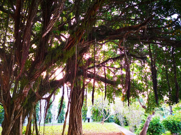 Naturlig Och Träd Koncept Banyan Tree Ett Fikon Som Börjar — Stockfoto