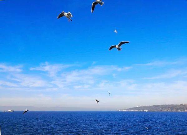 Conceito Natural Animal Muitas Gaivotas Estão Voando Alegremente Céu Azul — Fotografia de Stock