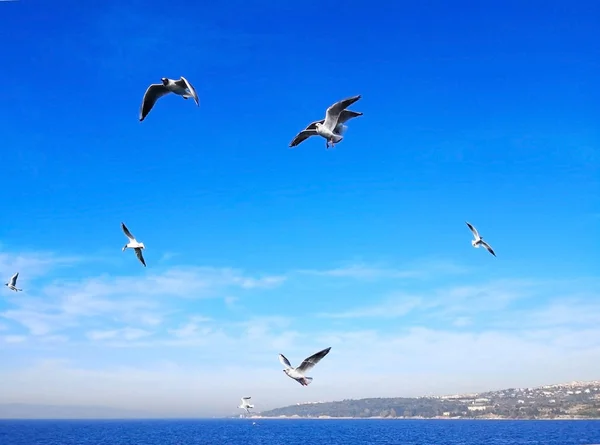 Naturligt Animalsk Koncept Mange Måger Flyver Lykkeligt Den Blå Himmel - Stock-foto