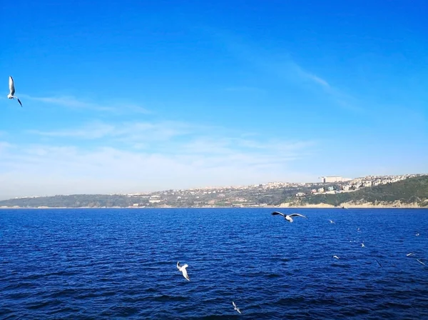 Doğal ve hayvan kavramı. Birçok martılar mutlu derin mavi deniz mavi gökyüzünde uçuyor, onlar denizde balıkları toplama vardır. Bulanık arka plan ve kopya alanı.