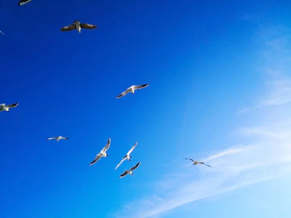 Natur Und Tierkonzept Viele Möwen Fliegen Glücklich Den Blauen Himmel — Stockfoto