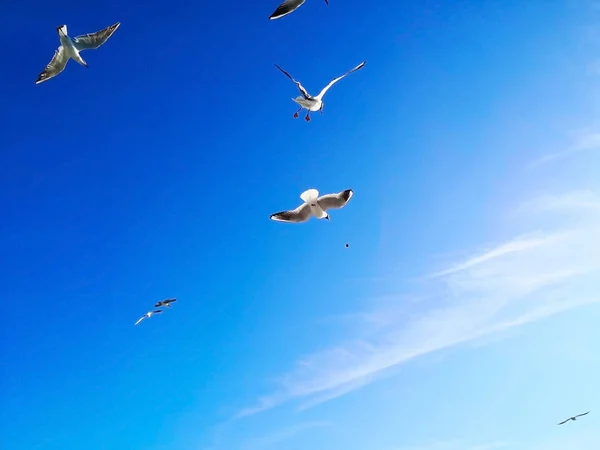 Conceito Natural Animal Muitas Gaivotas Estão Voando Alegremente Céu Azul — Fotografia de Stock