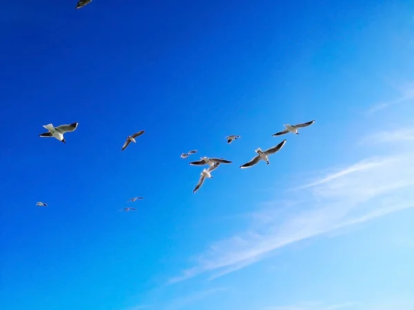 Natur Und Tierkonzept Viele Möwen Fliegen Glücklich Den Blauen Himmel — Stockfoto