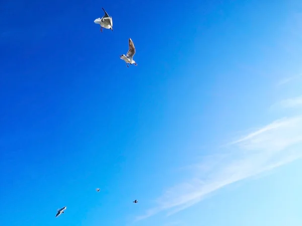 Natuurlijke Dierlijke Concept Vele Meeuwen Vliegen Gelukkig Blauwe Hemel Tijdens — Stockfoto