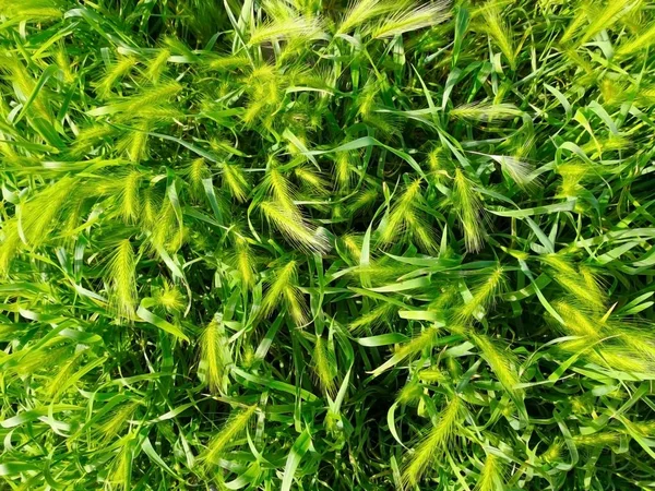 Natural, background and life concept. The fresh green grass is l — ストック写真