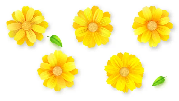 Uppsättning av knoppar av blommor och gröna blad. Daisy, gerbera, chrysanthemumblommor isolerad på vit, vektor 3d illustration. Mönster från blommor, ovanifrån — Stock vektor
