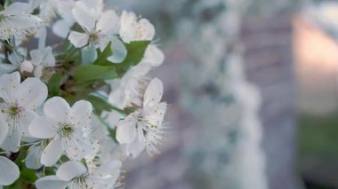 Bahar bahçe. Çiçek açan sakura görünümünü kapatın. Odak önden arkaya doğru değiştirin. Seçici odak beyaz çiçekler ve yeşil çiçek açan elma ağacı, kiraz ağaçları bırakır