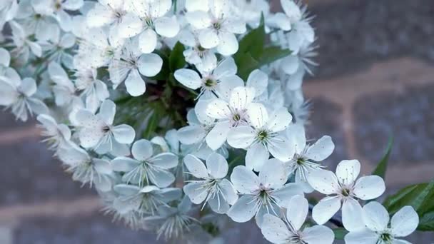 Movimiento a lo largo de la rama de la cereza floreciente. Flores blancas florecientes de primavera en la rama, de cerca. Primavera flores de cerezo fondo borroso. Flores de cerezo blanco de cerca . — Vídeo de stock