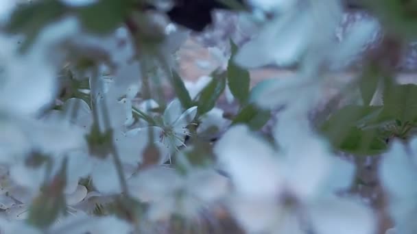 Szelektív összpontosít, a fehér virágok virágzó cseresznyefa. Fehér virágok és zöld levelek a sakura ágon közelről, elmosódott háttér. — Stock videók
